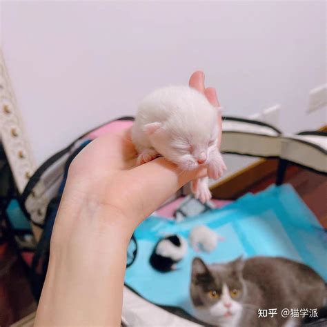 自来猫生孩子|猫生小猫，接生全攻略！让你的猫咪安全度过哺乳期